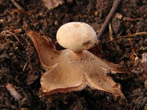 Hvězdovka límečková - Geastrum striatum DC. 1805