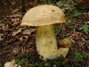 Klikni pro velký obrázek