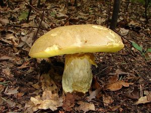 Klikni pro velký obrázek