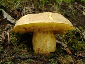 Klikni pro velký obrázek