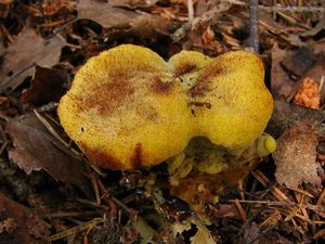 Hnědák Schweinitzův - Phaeolus schweinitzii (Fr.) Pat. 1900