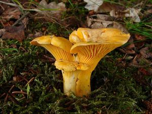 Liška obecná - Cantharellus cibarius Fr. 1821