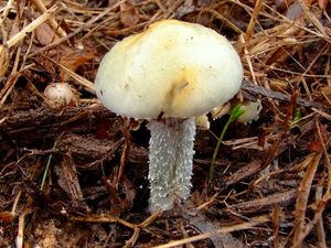 Límcovka modrá - Stropharia caerulea