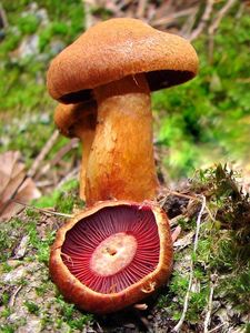 Pavučinec hnědočervený - Cortinarius phoeniceus (Bull.) M.Maire