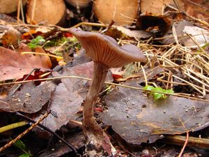 Strmělka číškovitá - Pseudoclitocybe cyathiformis ( Bull.) Singer