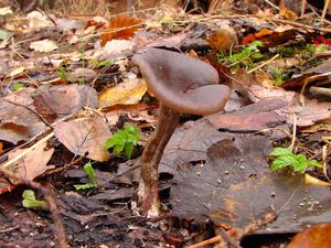 Strmělka číškovitá - Pseudoclitocybe cyathiformis ( Bull.) Singer