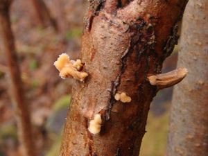 Kyj zkroucený - Macrotyphula contorta (Holmsk.) Rauschert