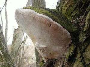 Ohňovec obecný - Phellinus igniarius (L.: Fr.) Quél.