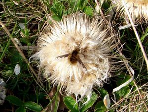 Pupava bezlodyžná (Carlina acaulis L.)