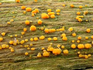 Kropilka rosolovitá - Dacrymyces stillatus