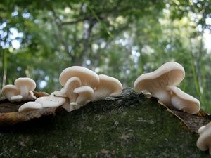 Hlíva plicní - Pleurotus pulmonarius (Fr.) Quél. 1872