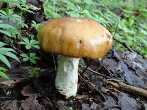 Holubinka smrdutá - Russula foetens Pers. 1796