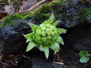 Devětsil bílý (Petasites albus)