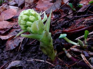 Devětsil bílý (Petasites albus)