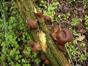 Klikni pro velký obrázek