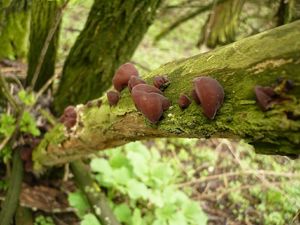 Klikni pro velký obrázek