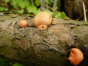 Klikni pro velký obrázek