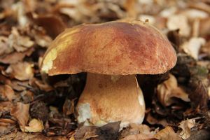 Klikni pro velký obrázek