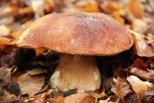 Klikni pro velký obrázek