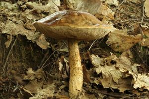 Klikni pro velký obrázek