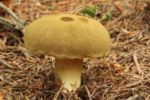 Klikni pro velký obrázek