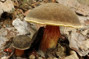 Klikni pro velký obrázek