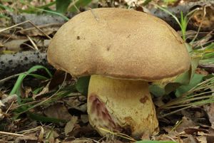 Hřib růžovník - Boletus fuscoroseus Smotl.