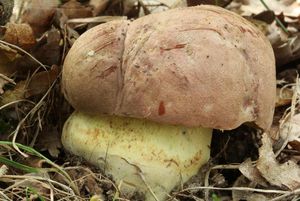 Hřib růžovník - Boletus fuscoroseus Smotl.