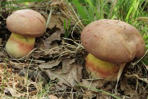 Hřib růžovník - Butyriboletus fuscoroseus (Smotl.) Vizzini & Gelardi 2014