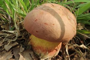 Hřib růžovník - Boletus fuscoroseus Smotl.