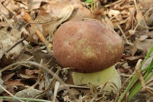 Hřib růžovník - Boletus fuscoroseus Smotl.