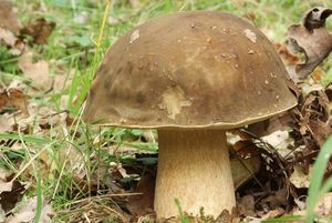 Hřib bronzový - Boletus aereus  Bull. 1789
