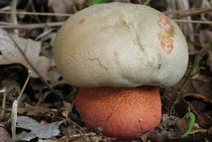 Hřib Le Galové - Rubroboletus legaliae (Pilát & Dermek) Della Maggiora & Trassinelli 2015