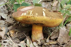 Hřib Le Galové - Rubroboletus legaliae (Pilát & Dermek) Della Maggiora & Trassinelli 2015