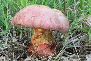 Hřib Le Galové - Rubroboletus legaliae (Pilát & Dermek) Della Maggiora & Trassinelli 2015