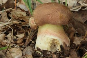 Hřib růžovník - Boletus fuscoroseus Smotl.