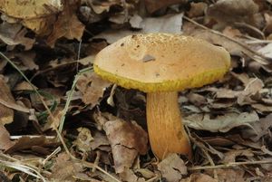 Hřib moravský - Boletus moravicus (Vacek) Herink.