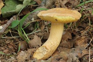 Hřib moravský - Boletus moravicus (Vacek) Herink.