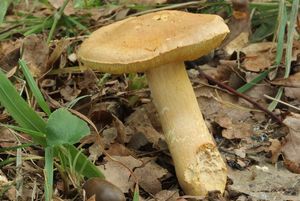 Hřib moravský - Boletus moravicus (Vacek) Herink.