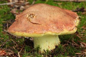 Hřib horský - Boletus subappendiculatus Dermek, Lazebníček