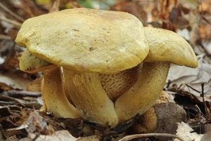 Klikni pro velký obrázek