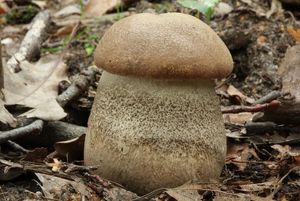 Klikni pro velký obrázek