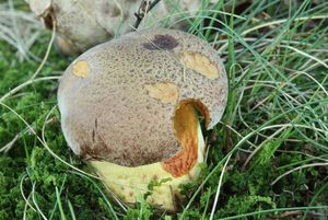 Klikni pro velký obrázek