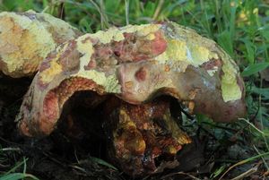 Klikni pro velký obrázek