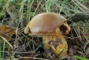 Klikni pro velký obrázek