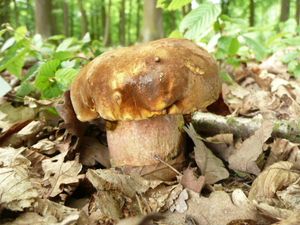 Klikni pro velký obrázek