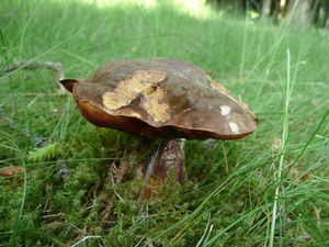 Klikni pro velký obrázek