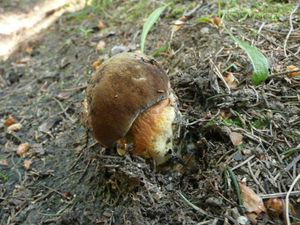 Klikni pro velký obrázek