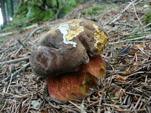 Klikni pro velký obrázek