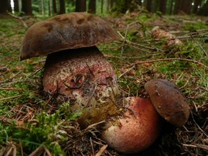 Klikni pro velký obrázek